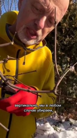 Структурная обрезка клёна. Март 2022. Часть 3