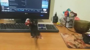 КРЫСА ВОРУЕТ  МОИ КОНФЕТЫ (○-●)