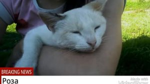 Про кисок...