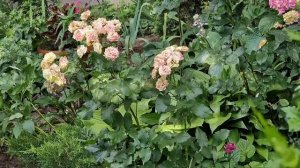 Какой сегодня, 3 июня, праздник – все об этом дне, какой церковный праздник, что запрещено делать