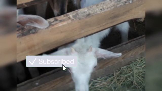 Заанен сүтті ешкі САТЫЛАДЫ