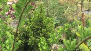 Слушаем гомон птиц