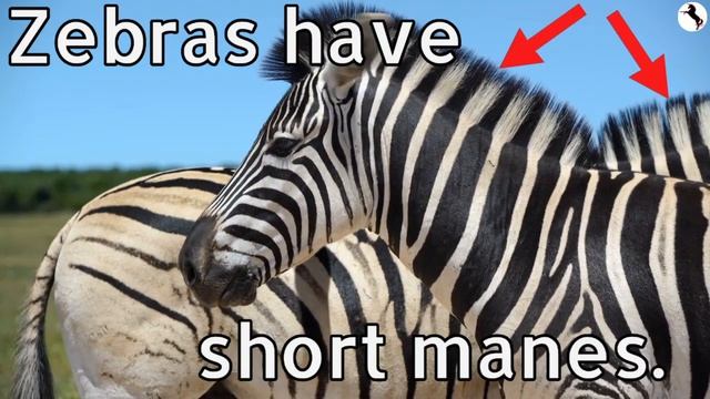 Zebras | African Savanna #7 🦓 | Learn to Read - Animals for Kids Toddlers & Babies | Wild Africa