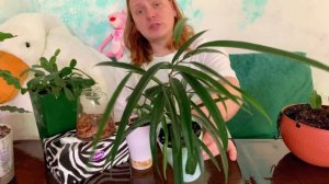 Обзор 5 новых комнатных растений в моем доме, купленных на авито.