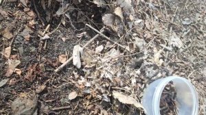 красный лиственный червь,навозный красный.Сравнения из опыта.