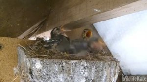 Pied wagtail chicks 21st July 1