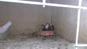 Николаевские голуби Голубята в маточнике -такой масти у нас ещё не было! Обращение к зрителям канал