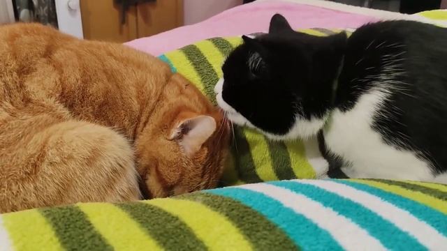 ...love Love LOVE! - The Cats Zyabra, Tigra & Their Friends #funny #cats #animals #nature смотреть онлайн