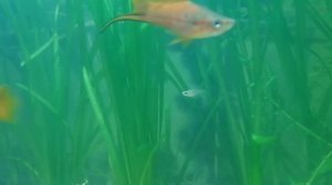 Гуппи  1 месяц