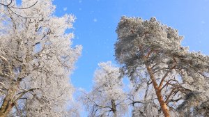 ЗИМНИЙ ПЕЙЗАЖ В СОЛНЕЧНУЮ ПОГОДУ 4К