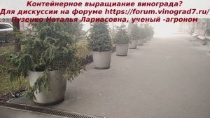 Контейнерное выращивание винограда- можно ли?  Елки, цветы, туи - можно, а виноград?