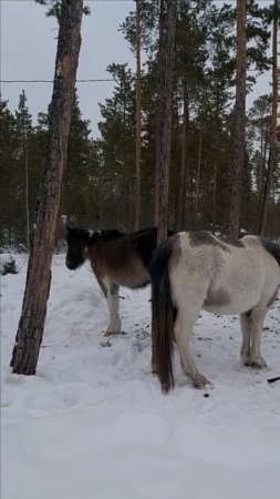 Северные лошадки,  спокойные  очень красивые