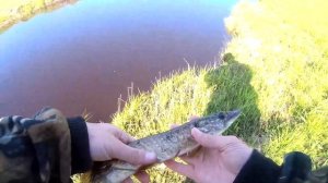 Ловля вертушками на микроречке .