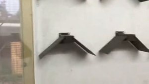 Узбекские голуби, Uzbek Pigeons