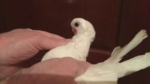 Super uzbek pigeon full option 😍 орловский белый турман