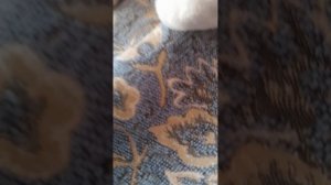 ⬜АнгелыVSдемоны🟥