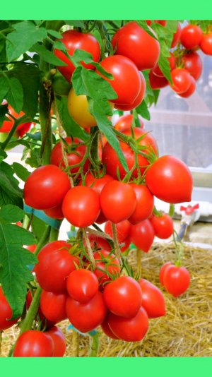 Суперурожайный розовый томат 🍅 👍