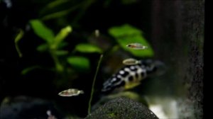 ***TOP***Julidochromis Transcriptus - Neolamprologus Mustax - Altolamprologus Compressiceps