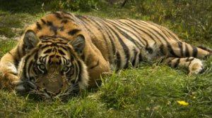 мой братан тигр