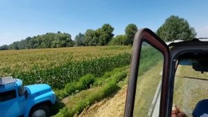 Молотим пшеницю НИВА СК5М І ЗІЛ 130👍👍👍