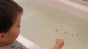 Рыба в ванне