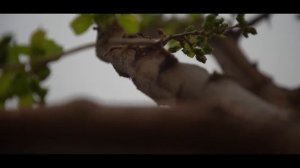 Charos (o'zbek kino) Чарос (ўзбек кино) 2024