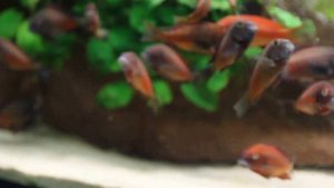 Tropheus moorii Moliro
