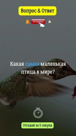 Какая самая маленькая птица в мире?  #птица  #природа  #вопросответ