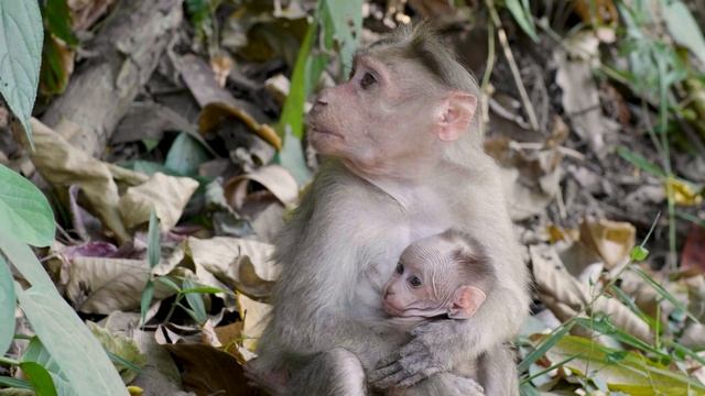 Животные из ЗООПАРКА для детей Звуки животных для самых маленьких 0+ смотреть онлайн