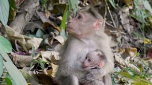 Животные из ЗООПАРКА для детей Звуки животных для самых маленьких 0+