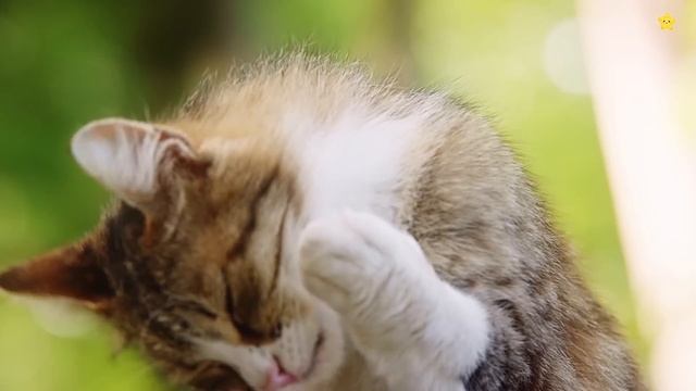 Домашние животные для детей Учим звуки и названия животных смотреть онлайн