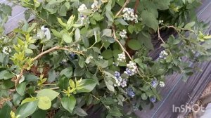 ПОЧЕМУ НЕ РАСТЕТ и НЕ ПЛОДОНОСИТ голубика???