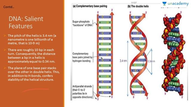 DNA: Structure and Features смотреть онлайн