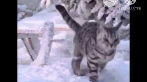 реклама whiskas корм новогодняя