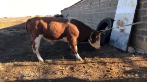 Новая Партия  бычков Полторашки Как привязываем бычков на цепь