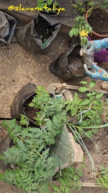 Посади томат в мешок #выращиваниетоматов смотреть онлайн