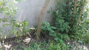 Шелковица чёрная, белая, розовая - сравниваем тутовник.