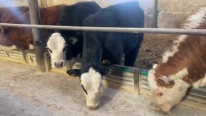 Быки 240 голов,(200 гол.Герефорд + 40 гол.поместные Абердины/Герефорд) +7917-348-77-72