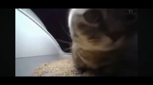 Чили Чипи Чапа чапа