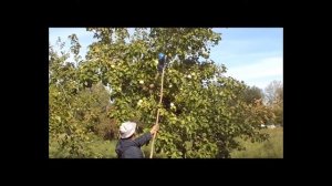 Супер плодосъемник яблок своими руками