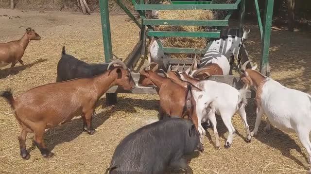 🎉ДВА🎉 окоза в ОДИН ДЕНЬ🐐. Рождение камерунских козлят