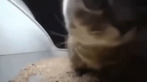 чипи чипи чапа чапа 1 час| chipi chipi chapa chapa 1 hour