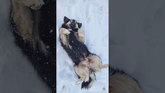 Ляпота красота #ляпота #красота #собака #сладкаябулочка  👏🙏😘🥰❤🤗😊