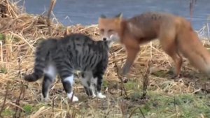 Коты против всех.