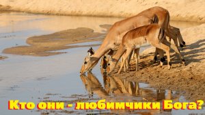 Проповедь - Кто они, любимчики Бога?