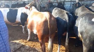 ЖИВОЙ ВЕС МОЛ БОЗОРИ ХУДЖАНД июля 2022 г.🇹🇯👍