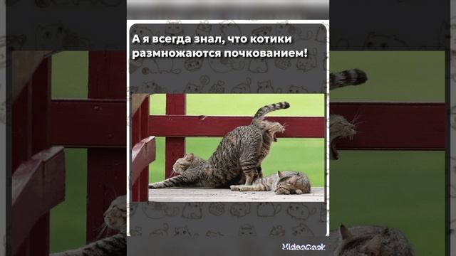 С котами не соскучишся !
