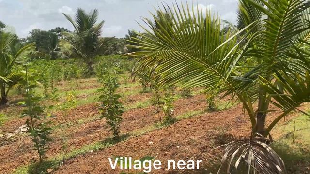 1 ACRE 13 GUNTE COCONUT FARM LAND FOR SALE BENGALURU 77 KM CHANNAPATNA NEAR NH 8KM CANTACT916498986 смотреть онлайн