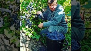 Виноград в Хабаровске. Маршал Фош.