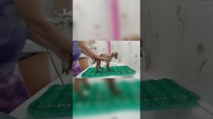 Уход за пуделем. все необходимое. мытьё и сушка